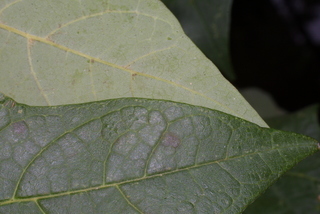 Acer nigrum, leaf - margin of upper + lower surface