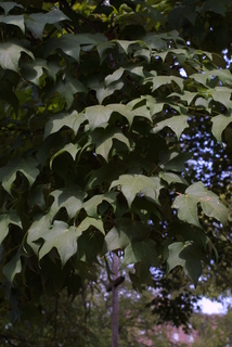 Acer nigrum, leaf - showing orientation on twig