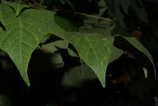 Acer nigrum, leaf - unspecified