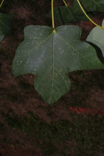 Acer nigrum, leaf - whole upper surface