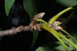 Acer nigrum, twig - close-up winter terminal bud