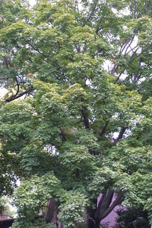 Acer nigrum, whole tree or vine - general