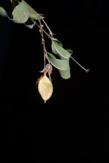 Lespedeza bicolor, fruit - as borne on the plant