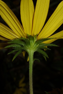 Helianthus angustifolius, inflorescence - ventral view of flower + perianth