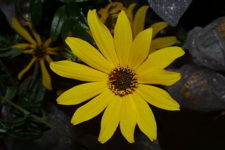 Helianthus angustifolius, inflorescence - whole - unspecified