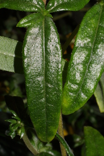 Helianthus angustifolius, leaf - basal or on lower stem