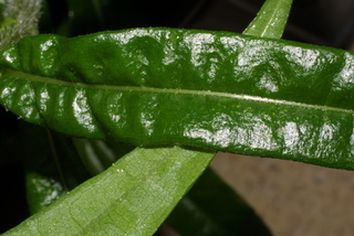 Helianthus angustifolius, leaf - margin of upper + lower surface