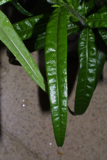 Helianthus angustifolius, leaf - on upper stem