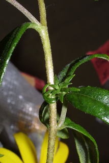 Helianthus angustifolius, stem - showing leaf bases