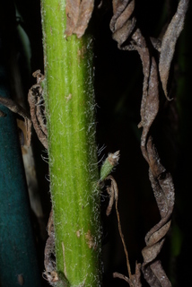 Helianthus angustifolius, stem - showing leaf bases