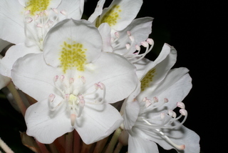 Rhododendron maximum, inflorescence - frontal view of flower