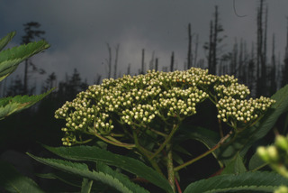 Sorbus americana, inflorescence - unspecified