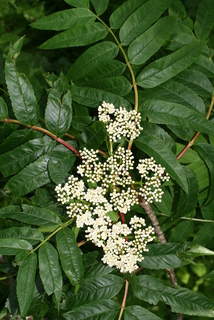 Sorbus americana, inflorescence - whole - unspecified