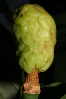 Magnolia acuminata, fruit - immature