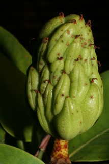 Magnolia virginiana, fruit - immature
