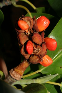 Magnolia virginiana, fruit - section or open