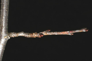 Prunus munsoniana, twig - winter overall