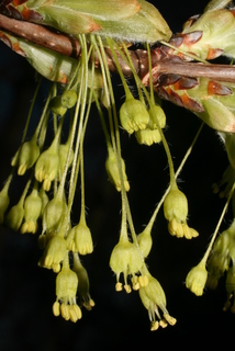 Acer nigrum, inflorescence - lateral view of flower