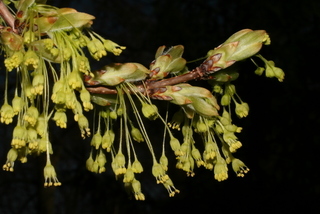 Acer nigrum, inflorescence - whole - unspecified