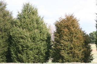 Juniperus virginiana, whole tree - general