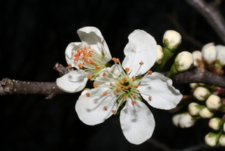 Prunus munsoniana, inflorescence - frontal view of flower