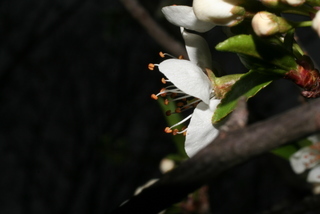Prunus munsoniana, inflorescence - lateral view of flower