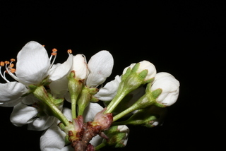 Prunus munsoniana, inflorescence - unspecified
