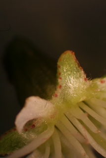 Prunus munsoniana, inflorescence - ventral view of flower + perianth