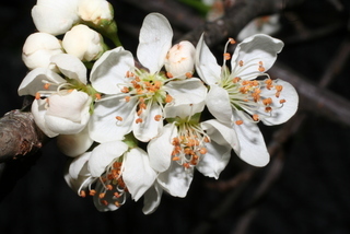 Prunus munsoniana, inflorescence - whole - unspecified