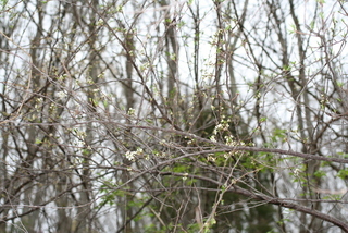 Prunus munsoniana, whole tree or vine - general