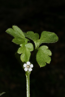 Nemophila aphylla, inflorescence - frontal view of flower