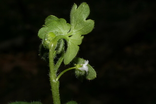 Nemophila aphylla, inflorescence - lateral view of flower