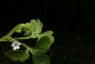 Nemophila aphylla, leaf - margin of upper + lower surface