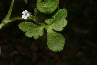 Nemophila aphylla, leaf - on upper stem