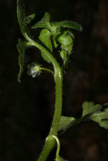 Nemophila aphylla, stem - showing leaf bases