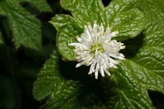 Hydrastis canadensis, inflorescence - frontal view of flower