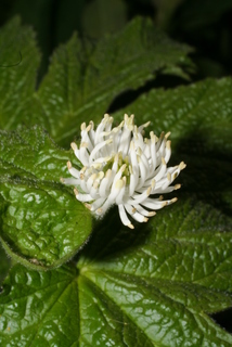 Hydrastis canadensis, inflorescence - lateral view of flower
