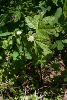 Hydrastis canadensis, whole plant - in flower - general view