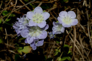 Phacelia dubia, inflorescence - frontal view of flower
