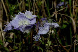 Phacelia dubia, inflorescence - lateral view of flower