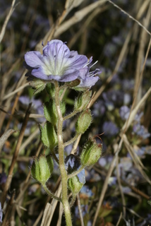 Phacelia dubia, inflorescence - whole - unspecified
