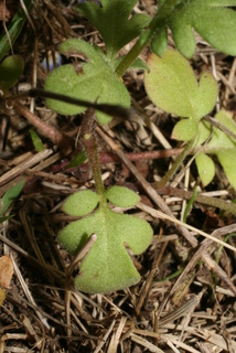 Phacelia dubia, leaf - basal or on lower stem