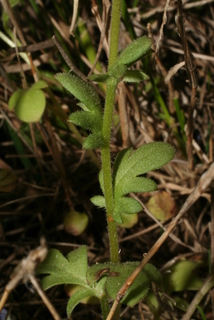 Phacelia dubia, stem - showing leaf bases