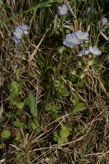 Phacelia dubia, whole plant - in flower - general view