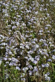 Phacelia dubia, whole plant - unspecified