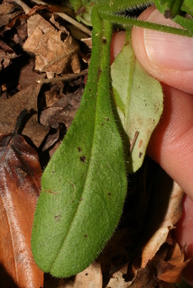 Myosotis macrosperma, leaf - basal or on lower stem