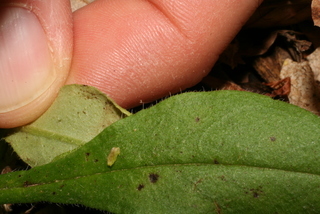 Myosotis macrosperma, leaf - margin of upper + lower surface