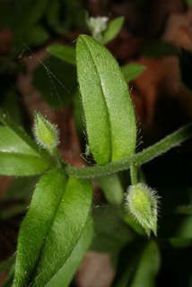 Myosotis macrosperma, leaf - on upper stem