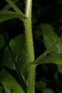 Myosotis macrosperma, stem - showing leaf bases