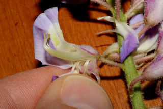 Wisteria frutescens, inflorescence - close-up of flower interior